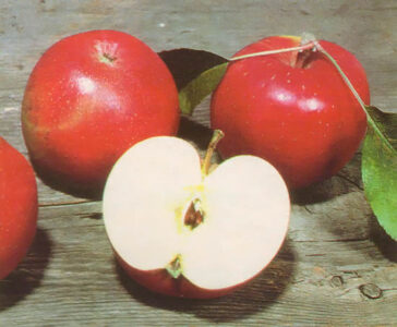Garden Seasons: Small Seed Company Offerings Image
